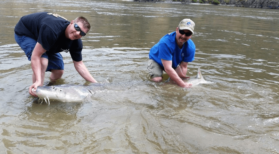 Clearwater River Sturgeon fishing guide